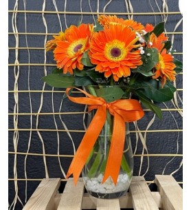 Turuncu Gerbera Çiçeği